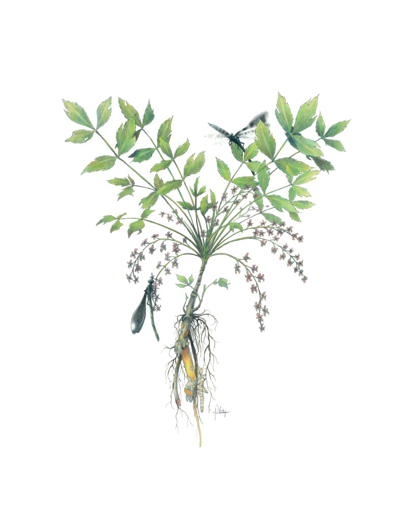 11x14 Yellowroot.jpg